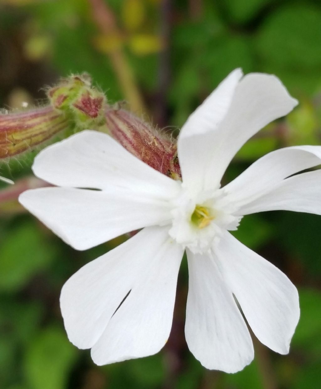 Silene latifolia